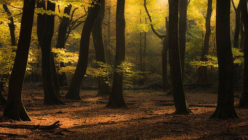 De rust vinden in een onrustig bos