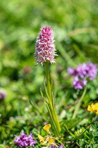 Orchidee auf einer Blumenwiese