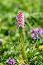Orchid in a flower meadow by Coen Weesjes thumbnail
