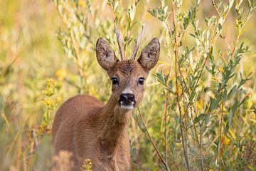 Young roebuck looks at you curiously by Bas Ronteltap