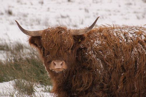 Schottischer Highlander