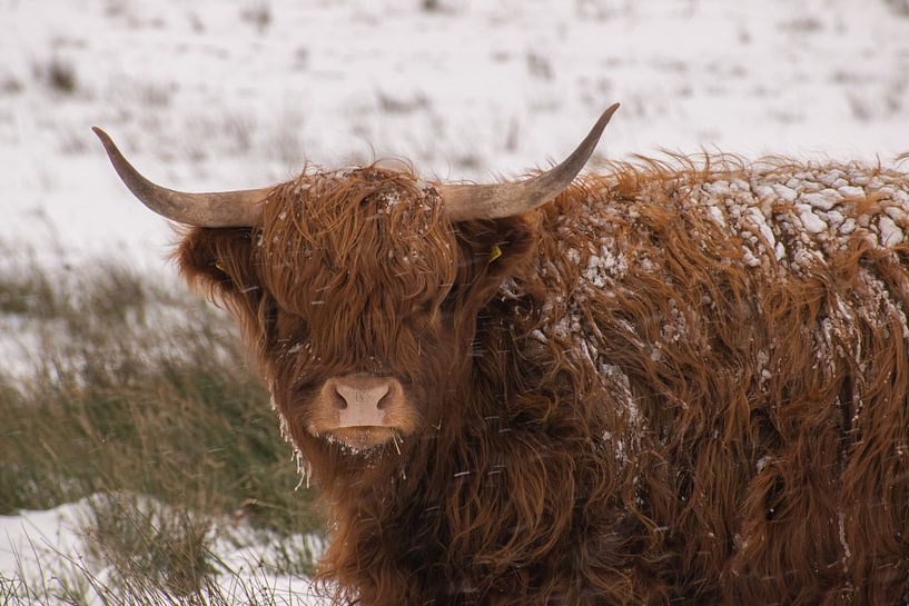 Scottish Highlander by peter remmers