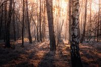 Zonsopkomst
