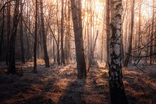 Zonsopkomst van Andreas Vanhoutte