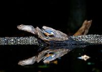 Nuthatch with beautiful reflection