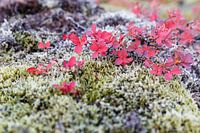 Herbstfarben