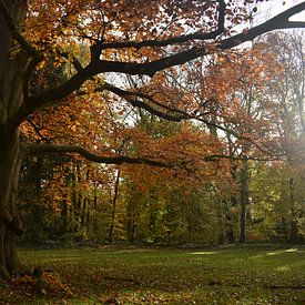 Rotbuche mit Herbstfarben im Land van Ooit. von Monique Pulles