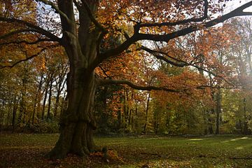 Rode beuk met herfstkleuren in het Land van Ooit van Monique Pulles