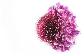 Krätze mit weißem Hintergrund von Carola Schellekens