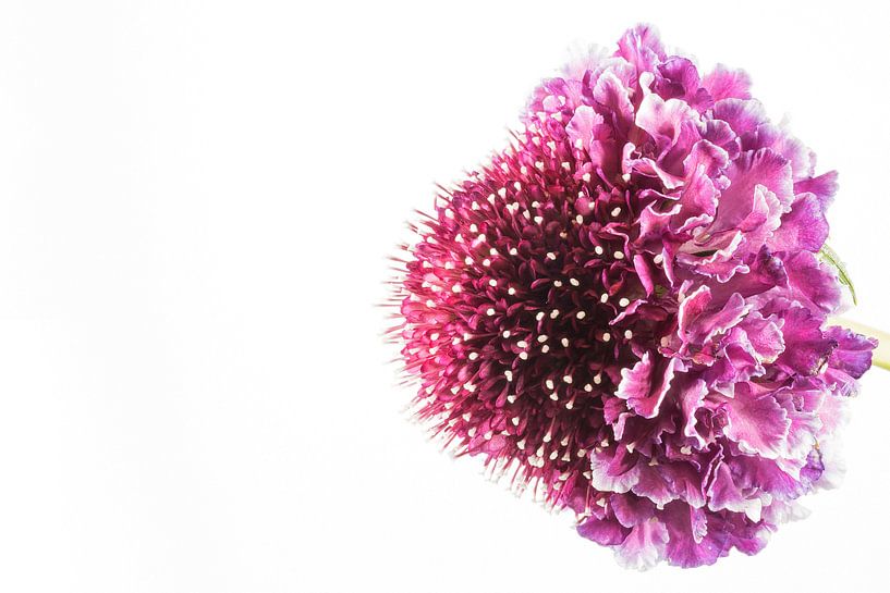 Scabious with a white background by Carola Schellekens