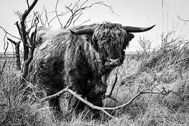 Scottish Highlander in nature reserve by Veelzijdig Zeeland