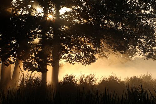 Sonnenaufgang mit Bäumen
