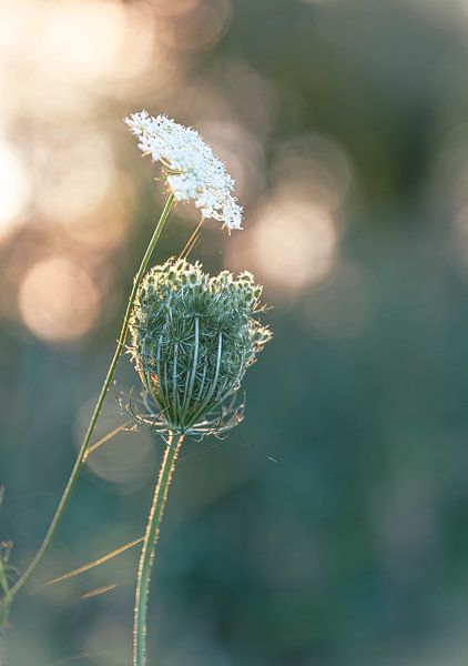 Countryside part 43 by Tania Perneel