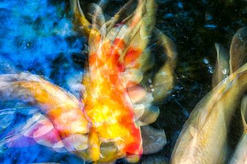 The Dynamic Color of Koi by Joseph S Giacalone Photography