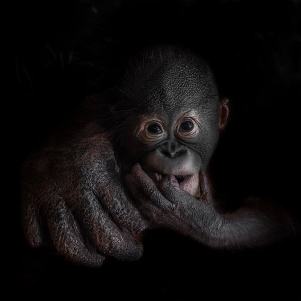 Cute little orangutan monkey cub looks seriously, mother's hand. by Michael Semenov