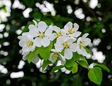 Witte bloesems van een appelboom