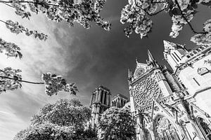 Notre-Dame de Paris au printemps / noir et blanc sur Werner Dieterich