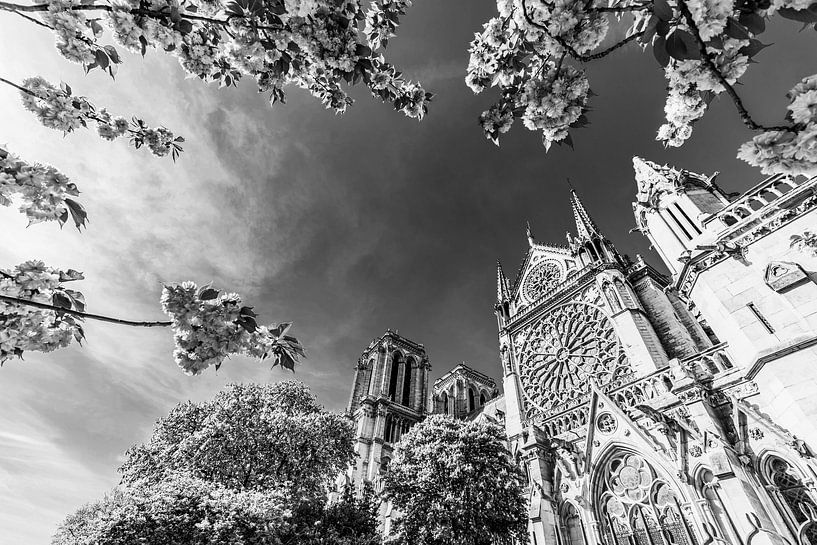 Notre-Dame de Paris im Frühling / Schwarzweiss von Werner Dieterich