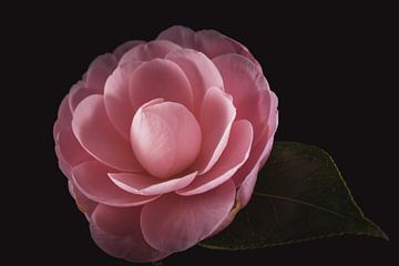 Roze Camellia - Roze bloemen met betekenis van Sandra Hazes