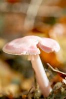 roze paddestoel