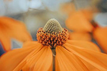 Close-Up van een Oranje Bloem in Avondlicht van Crystal Clear