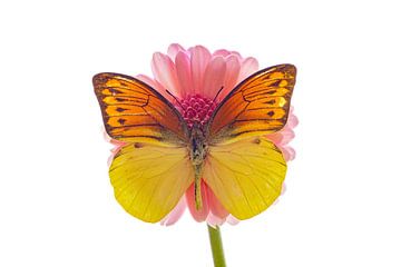 Un papillon exotique sur une fleur sur Roland Brack