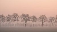 Bomenrij van Elles Rijsdijk thumbnail