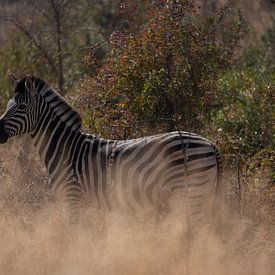 Zebra in Kruger Park van Sander Huizinga