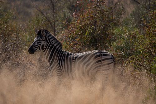 Zèbre dans le parc Kruger