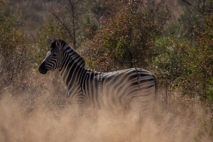 Zèbre dans le parc Kruger par Sander Huizinga