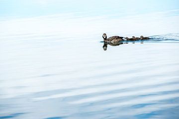 Swimming ducks, mother with children by Henk Verheyen