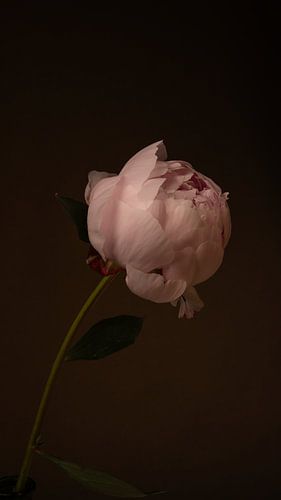 Blusching Peony II
