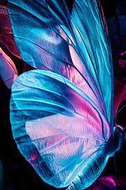 Colourful butterfly wings in close-up by Imperial Art House