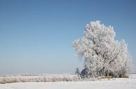 Bomen in de winter van Ruud Wijnands thumbnail