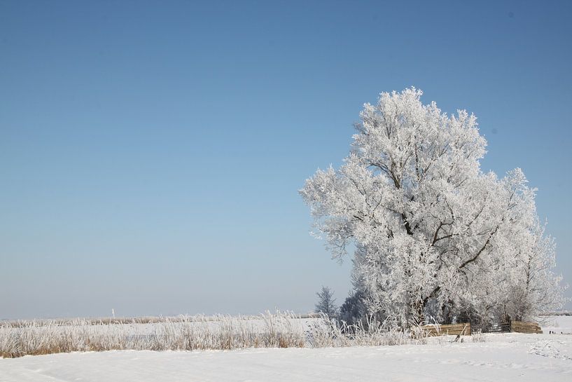 Bomen in de winter van Ruud Wijnands
