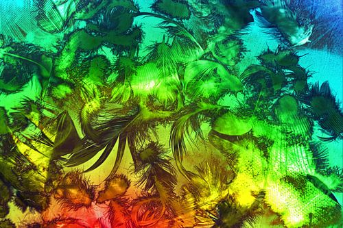 Plumes de duvet