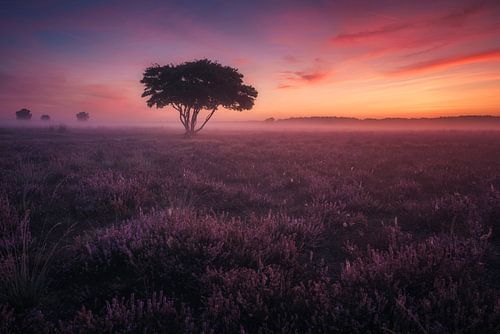 Heide koorts van Anthony Malefijt