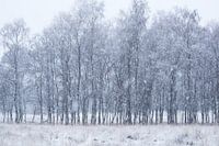 Snowy Day