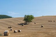 Platteland in Toscane, Italie van Patrick Verhoef thumbnail