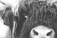 Scottish Highlander