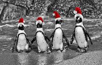 vier watschelnde Pinguine mit Nikolausmützen