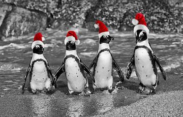 vier waggelende pinguïnen met de caps van de Kerstman