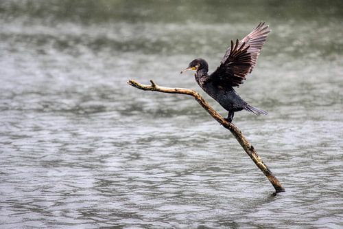 Cormoran aux ailes déployées