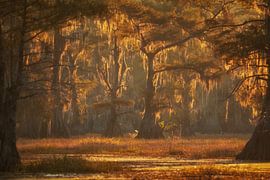 Lumière du matin dans les marais sur Martin Podt