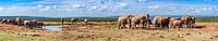 Panorama der Elefantenherde im Addo Elephant Nationalpark von Easycopters Miniaturansicht