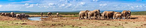 Panorama van olifantenkudde in Addo Elephant Nationaal Park