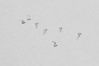 Arctic terns in a snow shower.Black and white.