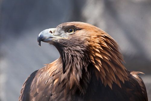 Eagle golden eagle looks menacingly illuminated by the sun sharp beak, close-up