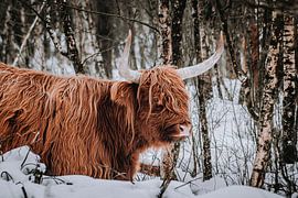 Scottish Highland cow in the woods by Rêve