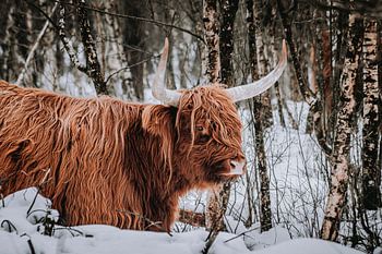 Scottish Highland cow in the woods